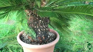 Cycas Revoluta Potatura [upl. by Essilevi314]