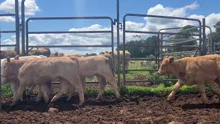 17 Charolais Cows amp Calves [upl. by Adalbert]