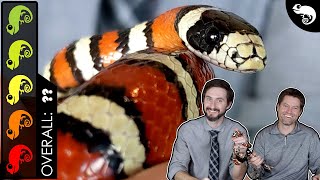 Mountain Kingsnake The Best Pet Snake [upl. by Davy87]