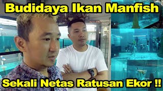 Cara Budidaya Ikan Manfish Paling Sederhana Gak Ribet Sekali Menetas Ratusan Ekor [upl. by Nahsad]