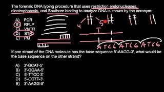 Forensic DNA typing procedure [upl. by Atinnor651]