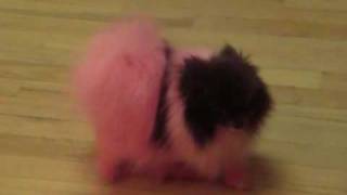 Boo the Pink Pomeranian [upl. by Ilyssa]