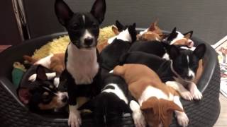 14 basenji puppies at Kingwanas Basenjis [upl. by Oiromed]