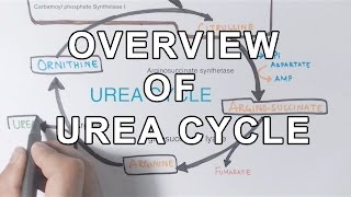 Overview of UREA CYCLE [upl. by Lyrpa875]