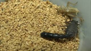 Orthochirus Innesi Egypt PillarTailed Scorpion takes on a cricket both 12quot [upl. by Oilut876]