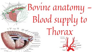 Blood supply to thorax  Aorta  Brachiocephalic trunk  Common carotid artery [upl. by Heshum]