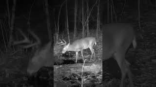 White tailed deer catches a scent deer wildontario wildlife ontarionature [upl. by Ailyt]