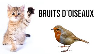 Bruits doiseaux pour attirer un chat [upl. by Houser]