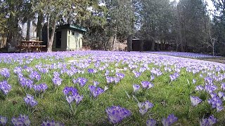 A timelapse after planting 10000 crocuses in a lawn [upl. by Kciredes]