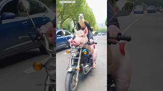 Cute animals piggy and eagle 🦅 amazing friendship motorbikefunny shortvideo [upl. by Alric559]