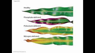 Biology in Focus Ch 29 Resource Acquisition Nutrition and Transport in Vascular Plants [upl. by Spielman858]