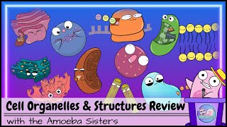 Cell Organelles and Structures Review [upl. by Denman249]