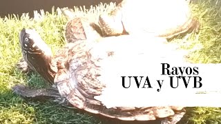 Rayos UVA y UVB para nuestras tortugas [upl. by Jeffery]