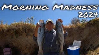 Striped Bass Fishing Morning Madness 2024🔥🔥🔥 [upl. by Mcnutt753]