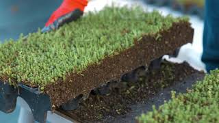 How To Install a Modular Green Roof [upl. by Cusack]