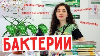 Бактерии  Биология ЦТ ЕГЭ [upl. by Flita]