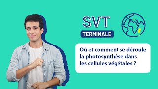 SVT Terminale  Où et comment se déroule la photosynthèse dans les cellules végétales [upl. by Adamsen]