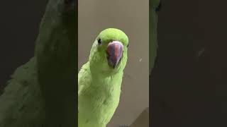 Cute parrot [upl. by Bond]