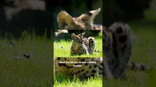 Serval Wild Cat Amazing Hunter of Africa  Leptailurus serval Serval Jumping Ability [upl. by Notnirb]