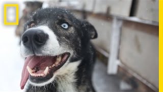 Sled Dogs More Than Meets the Eye  National Geographic [upl. by Sevart217]