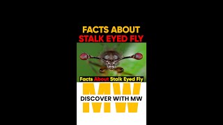 Facts About Stalk Eyed Fly  amazingfacts shorts viralshorts animalfacts [upl. by Kaylee]