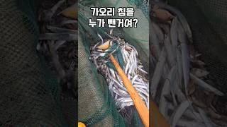 누가 가오리의 독침을 없에버린겨 남해 fishing 가오리 손질 제철생선 추석 [upl. by Ecenaj15]