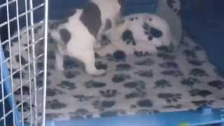 Rat Terrier puppies  one month old  video 2 [upl. by Bathesda255]