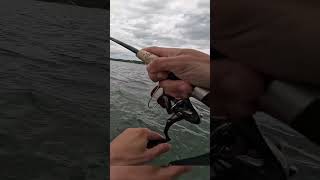 BIG bluefish on a spoon in 5ft of water [upl. by Ailsa136]