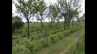 Fruit trees in vineyard [upl. by Duarte]