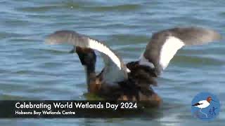 Hobsons Bay Wetlands Centre  Celebrating World Wetlands Day [upl. by Gerrald744]