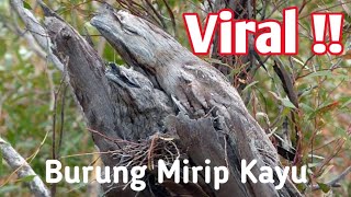 VIRAL  Burung Langka Mirip Kayu Mulut Seperti Kodok [upl. by Darda146]