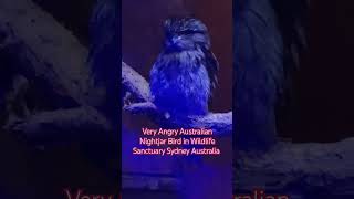 Very Angry Australian Nightjar Bird in Wildlife Sanctuary Sydney Australia australia sydney [upl. by Sonnie145]