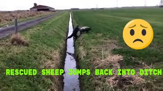 Rescued sheep jumps back into ditch 😁😁 shorts [upl. by Gentes347]