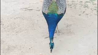 An Amazing PEACOCK 🦚✨ peacocks birds nature [upl. by Aden]