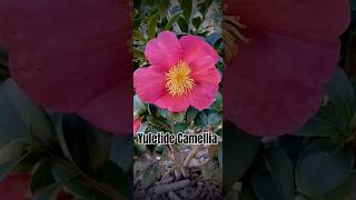 Camellia Sasanqua Yuletide [upl. by Avrenim729]