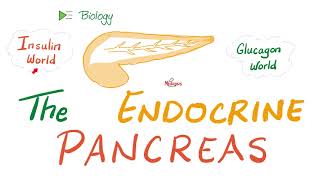 The Endocrine Pancreas Insulin Glucagon and Somatostatin  Endocrine Biology 🧪 [upl. by Araht]