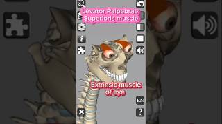 Anatomy  Levator Palpebrae Superioris medical 3d anatomy head eyes muscles shorts [upl. by Laina281]