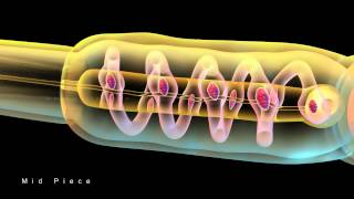 STRUCTURE OF SPERM [upl. by Ahseral]