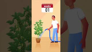 Cannabis Harvest Season What You Need to Know [upl. by Anawaj765]