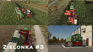 🇵🇱 Harvesting parsnip with two different machine on Zielonka 3 [upl. by Tuhn]