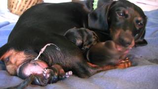 Dachshund  3rd Puppy Birth [upl. by Nich]