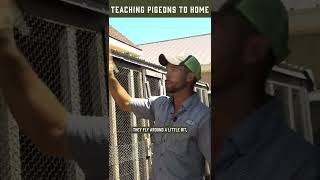 How to Teach Young Homing Pigeons to Come Home [upl. by Sicnarf511]