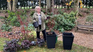 Planting buxus topiary  planting new winter pots  Outdoor Christmas lights [upl. by Sine]