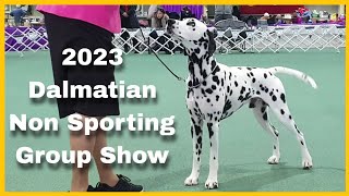 2023 Dalmatian Club of Vic  Non Sporting Group Show [upl. by Atipul]