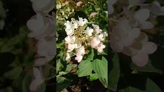 Hydrangea paniculata quotBee Happyquot [upl. by Albric]