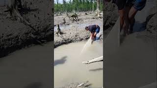 Wow Beautiful fish catching in Sundarbans riverside fish hole sundarban fishing shorts [upl. by Ebneter360]