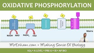 Cellular Respiration  Oxidative Phosphorylation  Post 16 Biology A Level PreU IB AP Bio [upl. by Oicnedif]