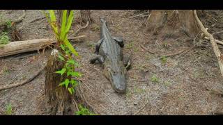 Un alligator sur le tarmac dun aéroport en Floride [upl. by Jacquelynn]