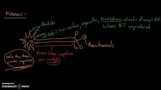 Anatomy amp Physiology Neuron anatomy and Axonal Transport [upl. by Ben289]