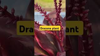 Dracena plant floweringwinter Garden updatetrending gardening garden ytshort shortvideo 100k [upl. by Melli]